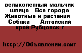 великолепный мальчик шпица - Все города Животные и растения » Собаки   . Алтайский край,Рубцовск г.